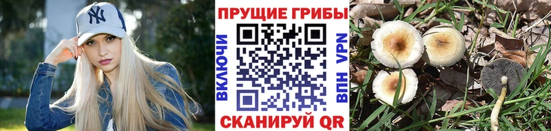 ссылка на мегу онион  Людиново  Псилоцибиновые грибы Psilocybine cubensis 